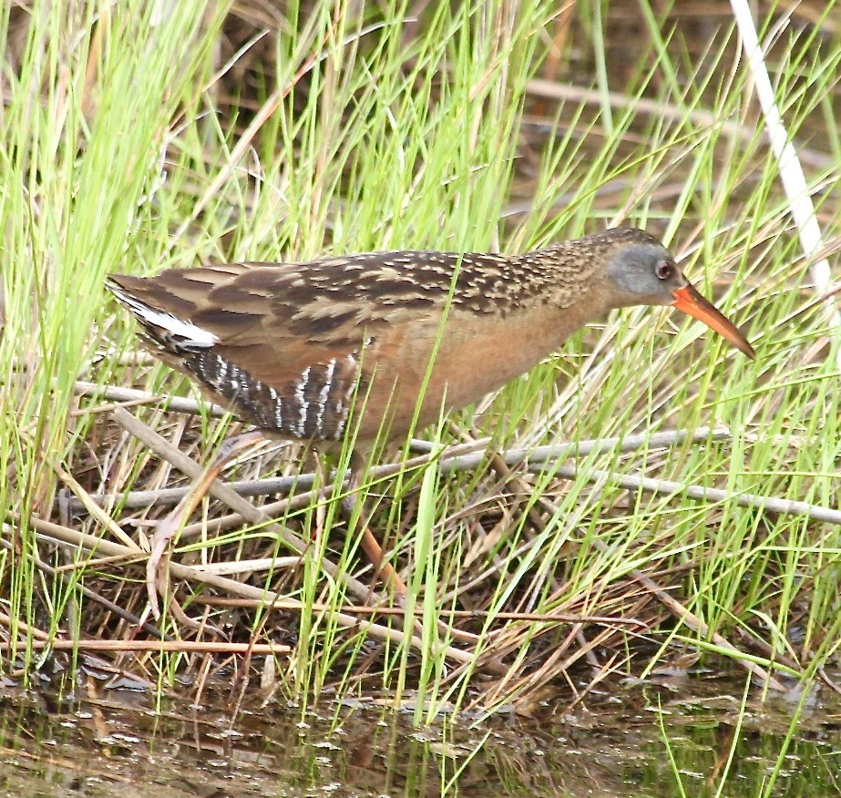 Virginia Rail - ML619245332