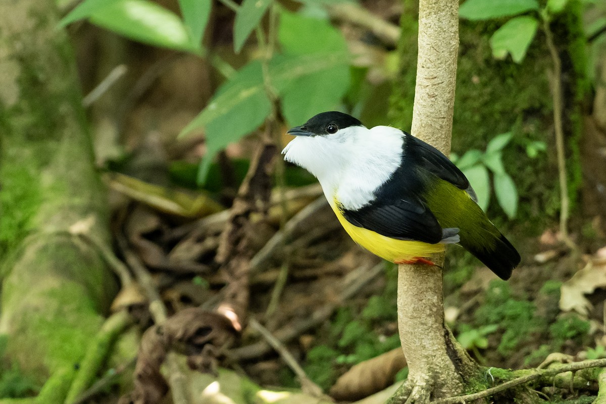 White-collared Manakin - Joshua Covill