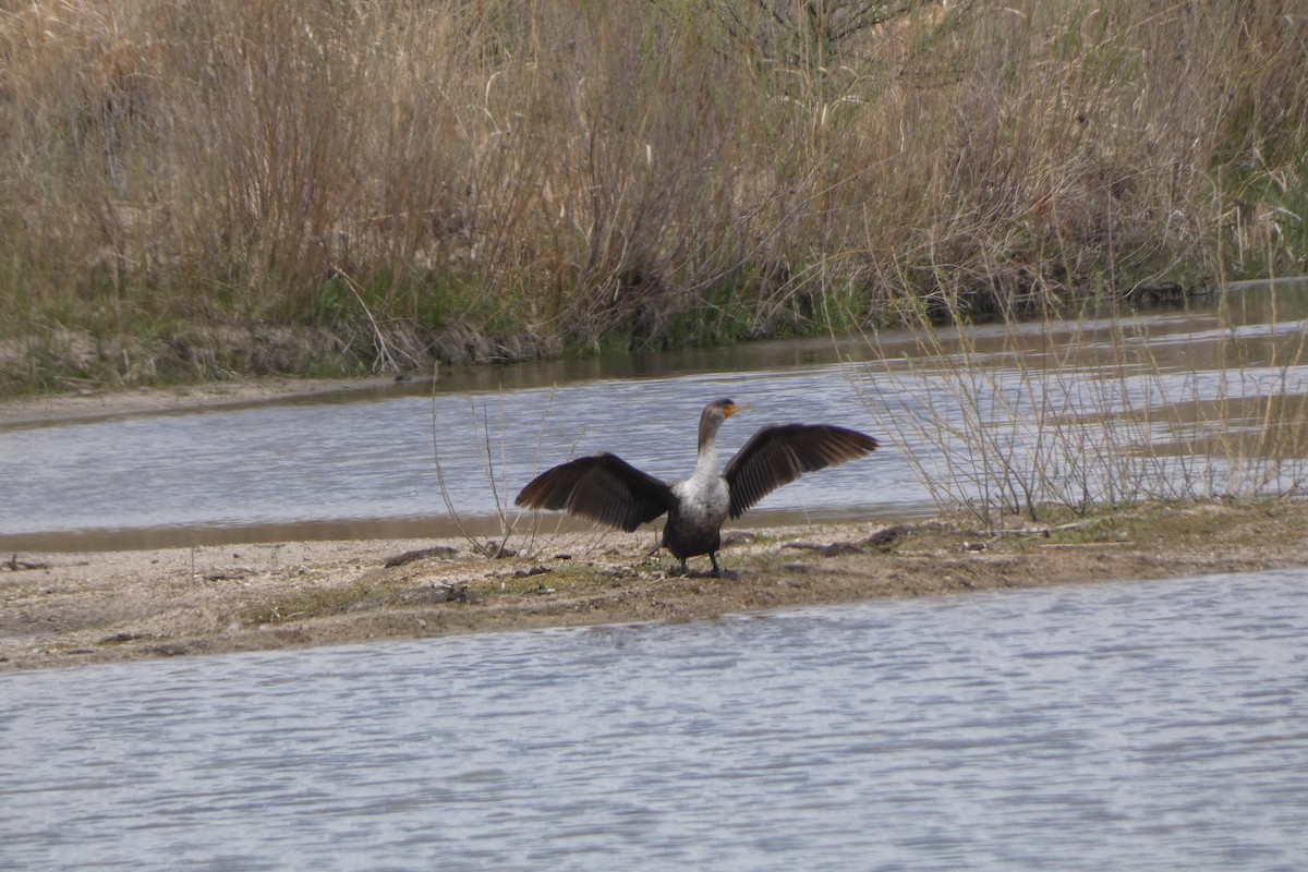 Double-crested Cormorant - ML619245355