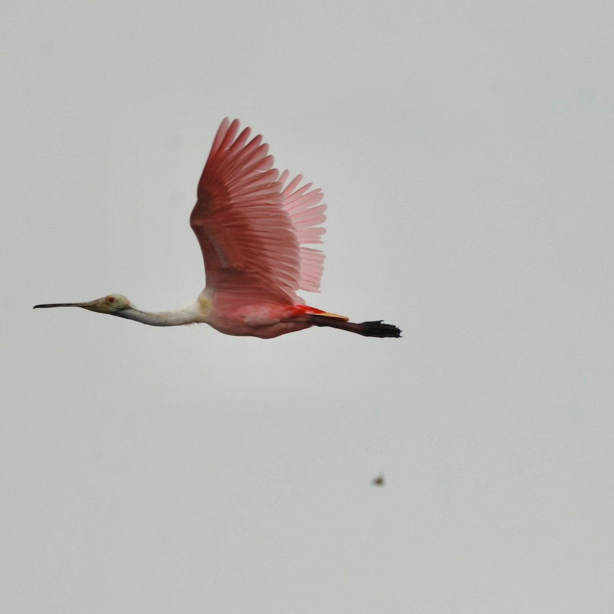 Roseate Spoonbill - ML619245369