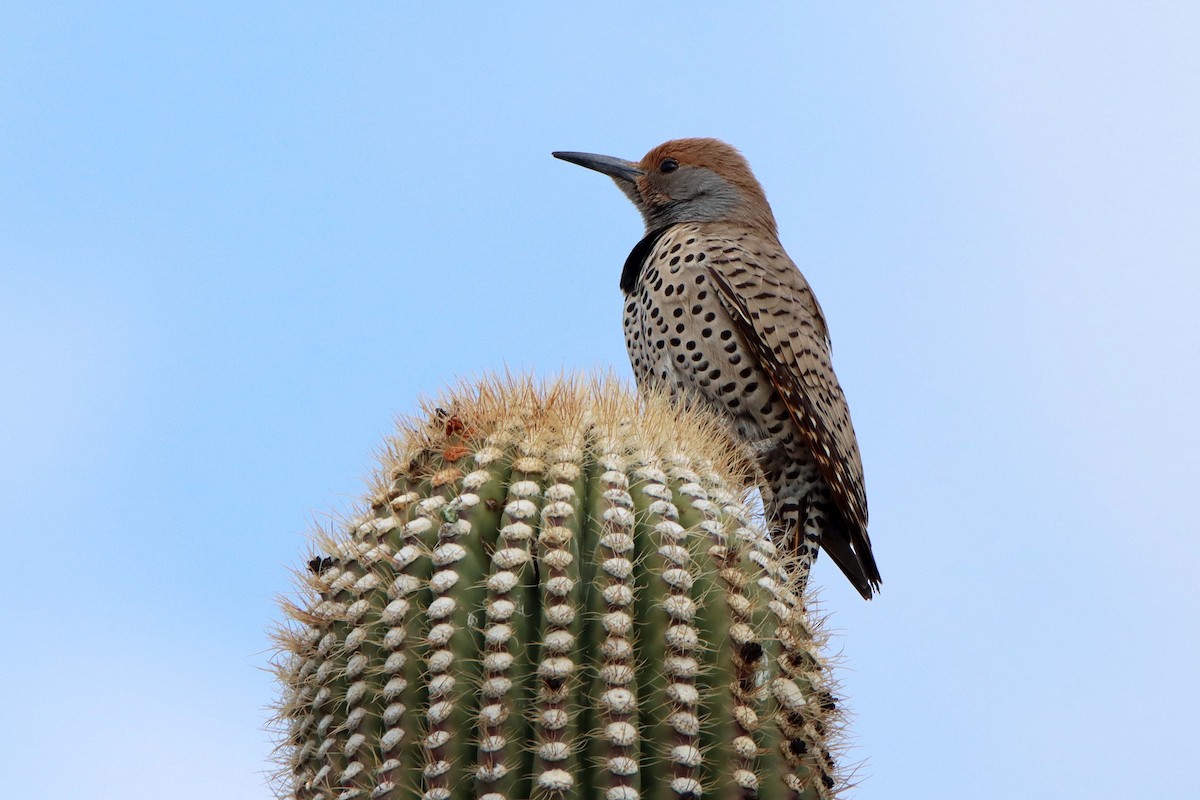 Gilded Flicker - Arthur Krasniewicz