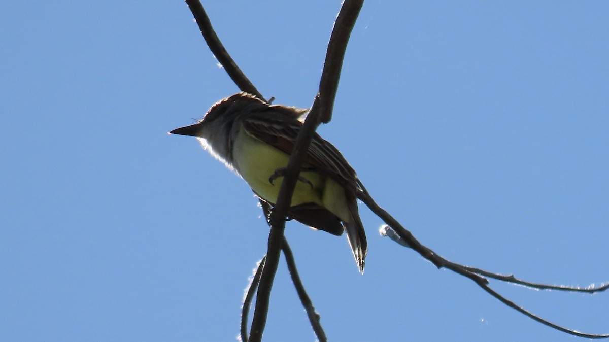 Brown-crested Flycatcher - Anne (Webster) Leight