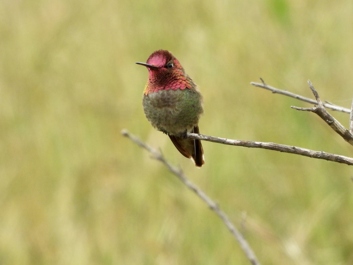 Anna's Hummingbird - Christine Hogue