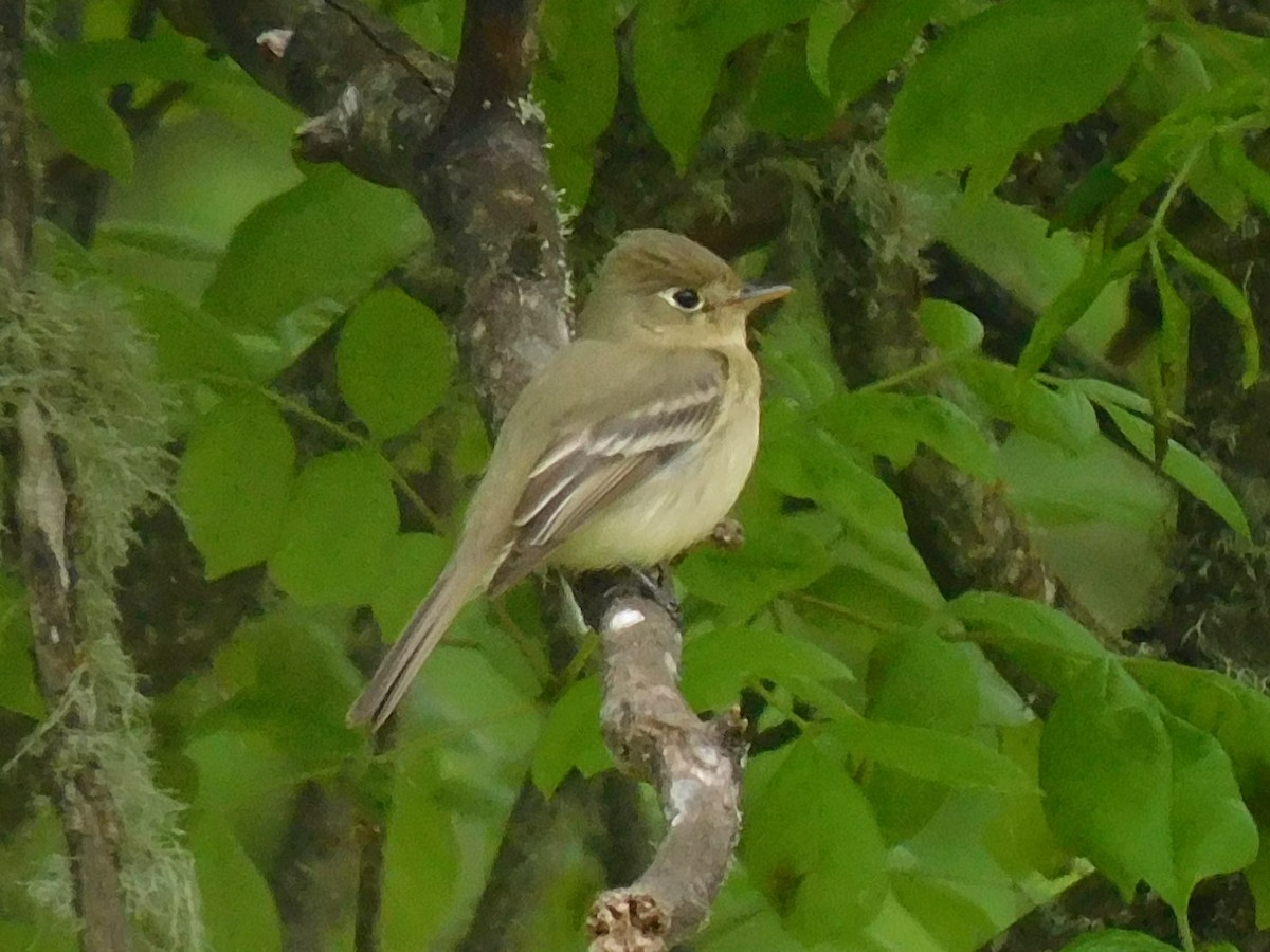 Western Flycatcher (Pacific-slope) - Max Kesecker