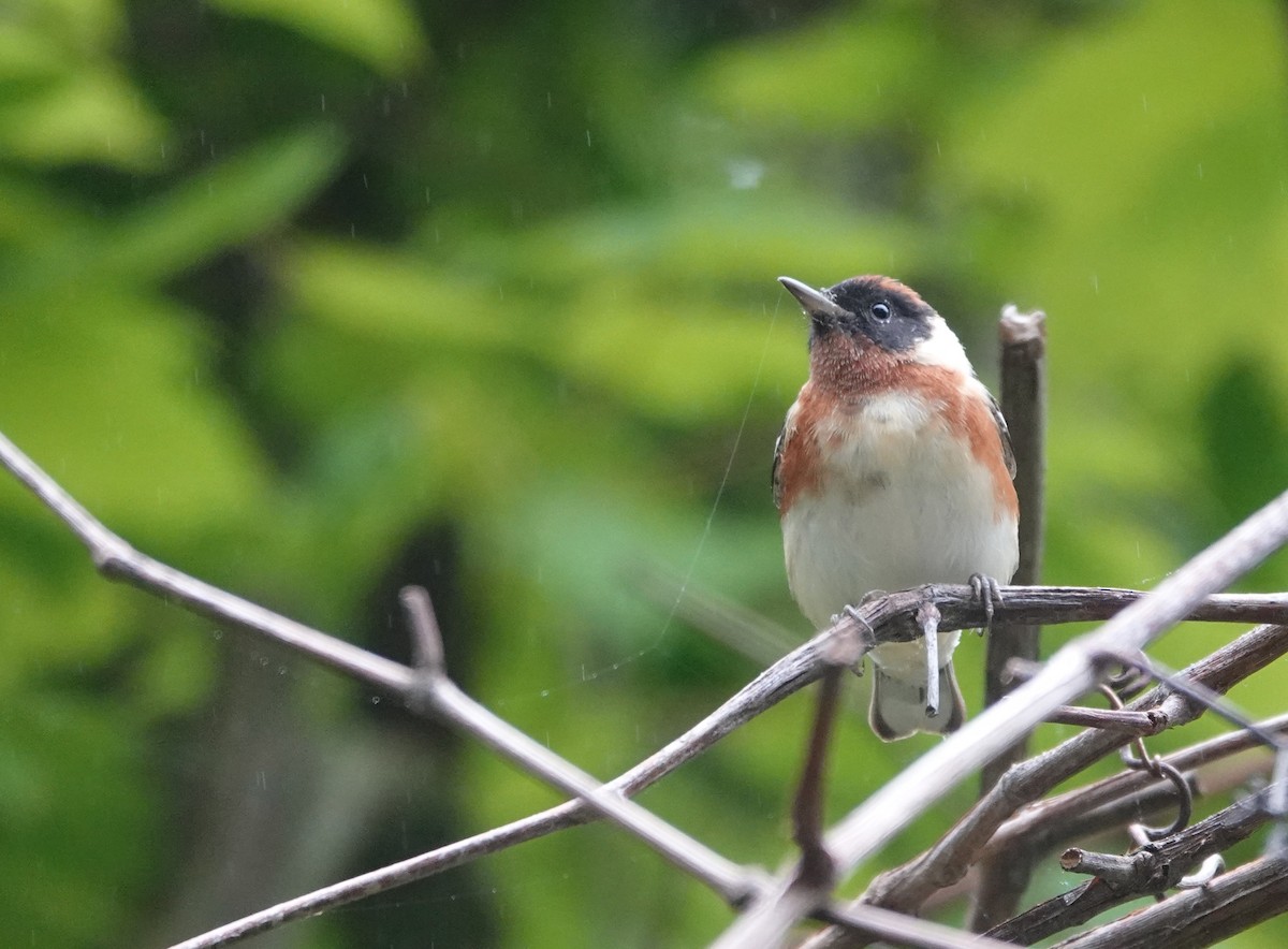 Bay-breasted Warbler - Timothy Spahr