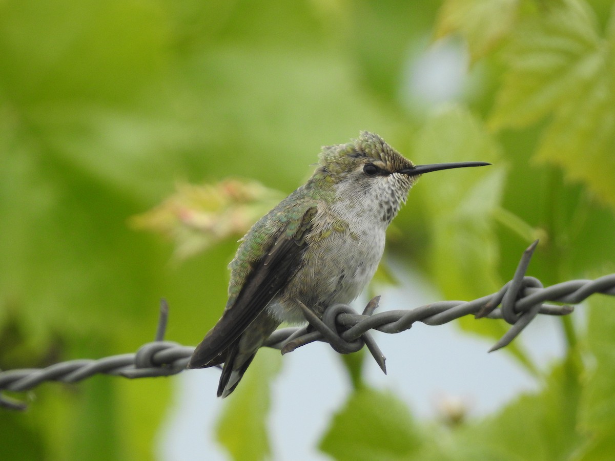 Colibrí de Anna - ML619245389