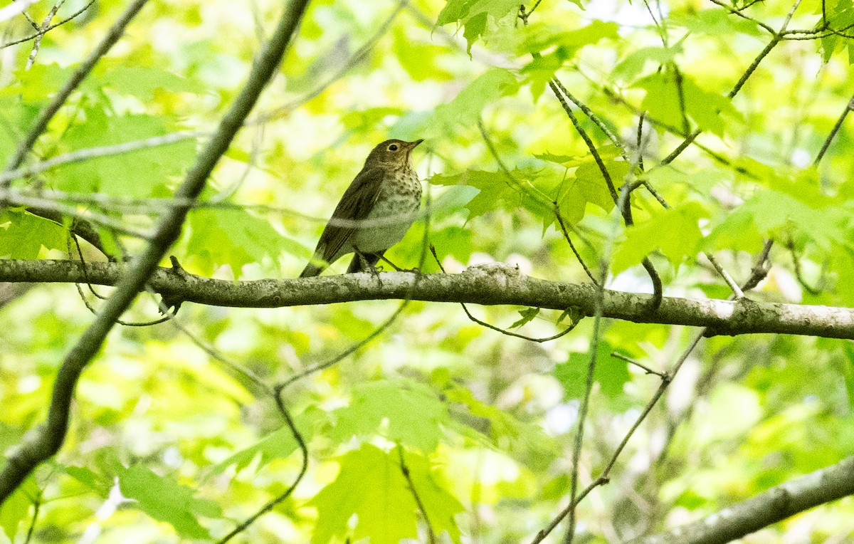 Swainson's Thrush - Laurence Green