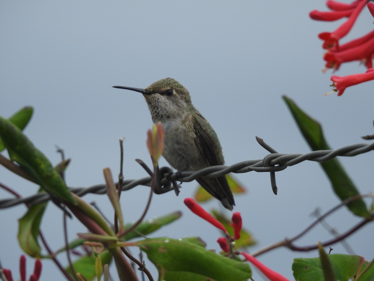 Anna's Hummingbird - ML619245401