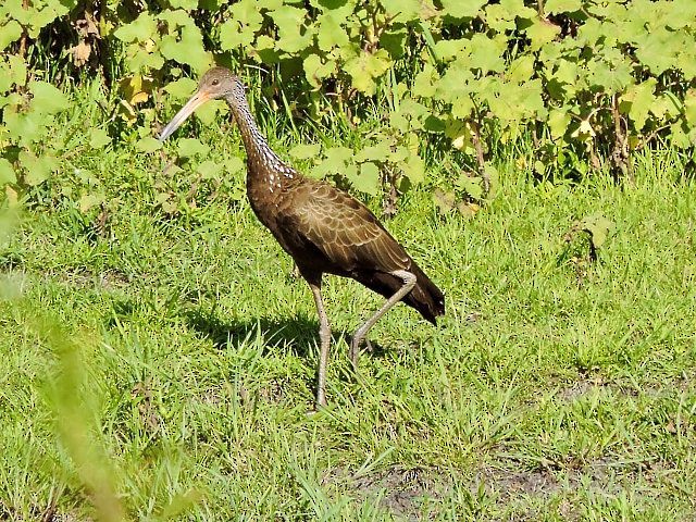 Limpkin - ML619245406