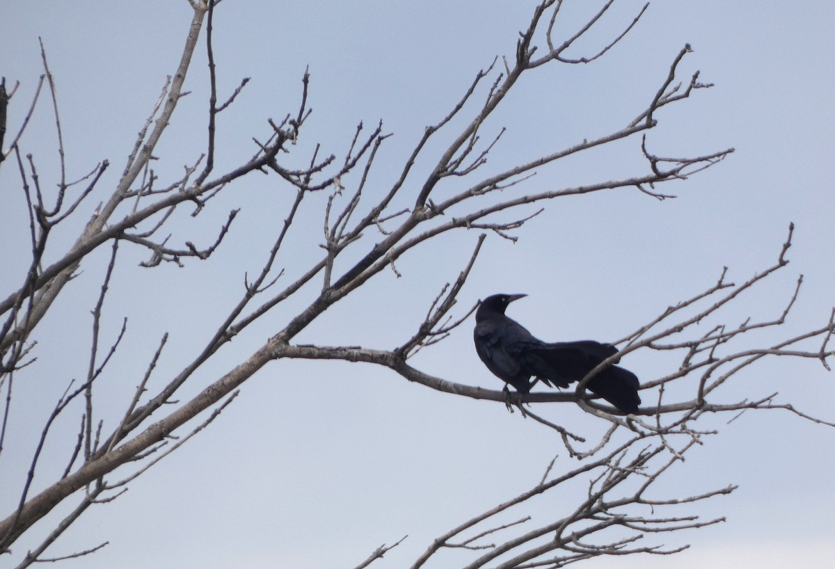 Great-tailed Grackle - ML619245407