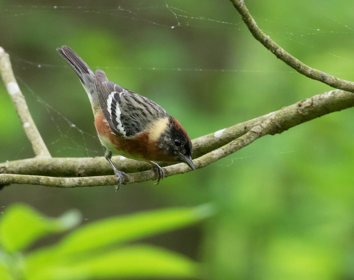 Bay-breasted Warbler - Mark R Johnson