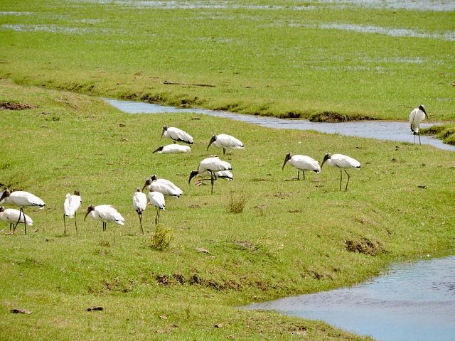 Wood Stork - ML619245415