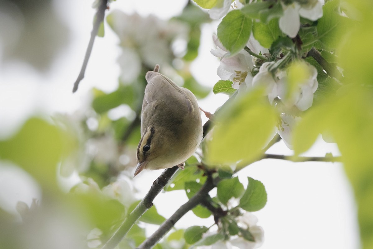 Worm-eating Warbler - Andrew Brown