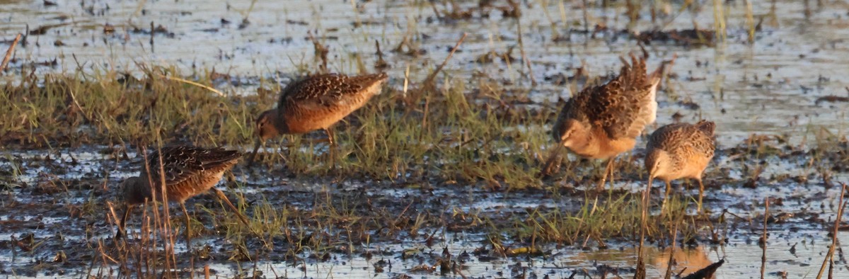 Long-billed Dowitcher - Walter Thorne
