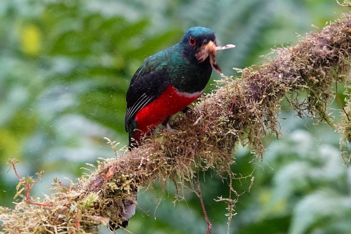 Masked Trogon - ML619245433