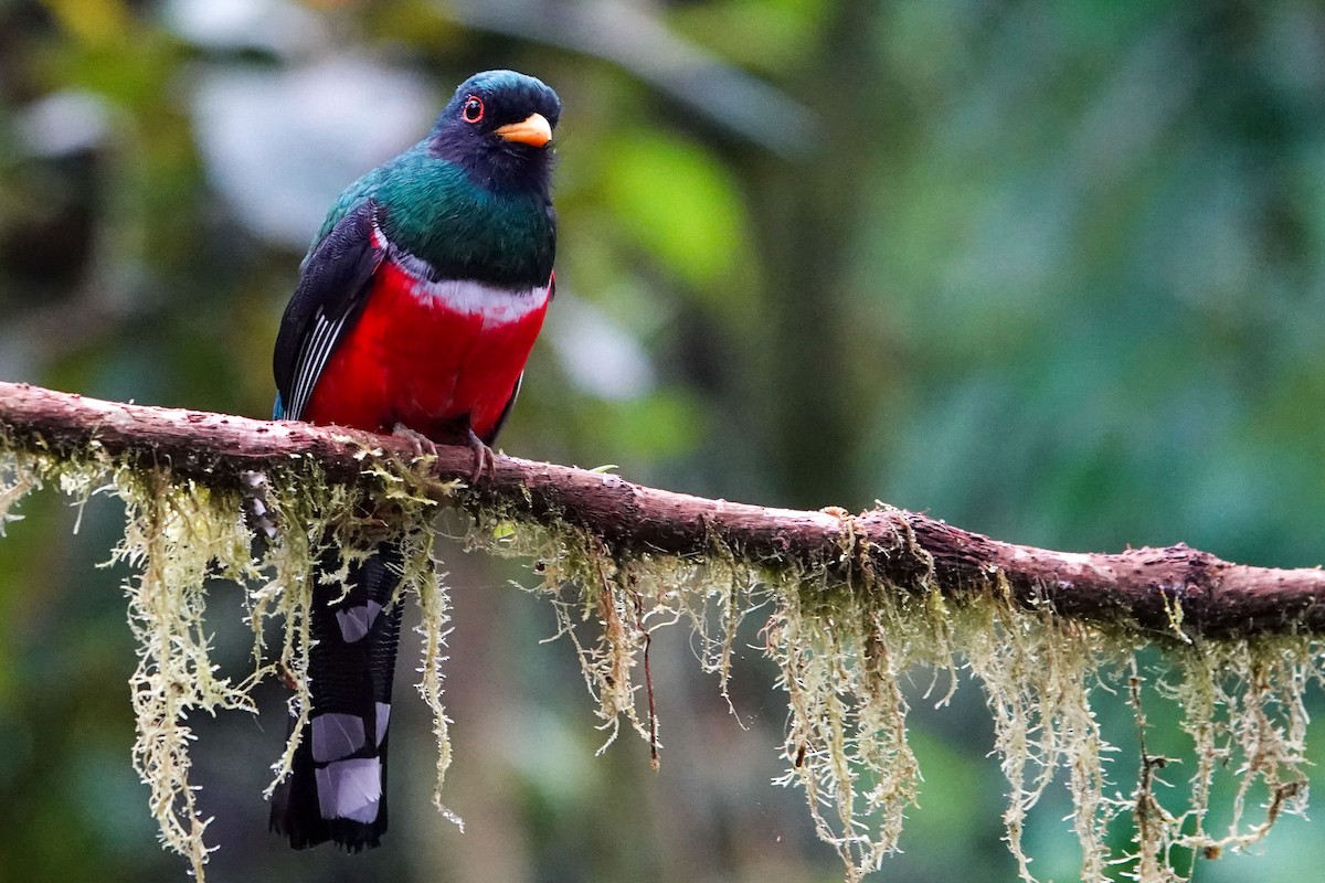 Masked Trogon - ML619245435