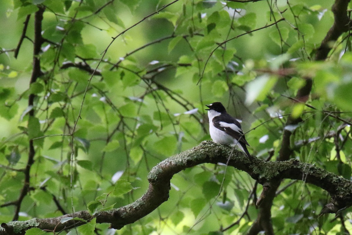 European Pied Flycatcher - Tom Ensom