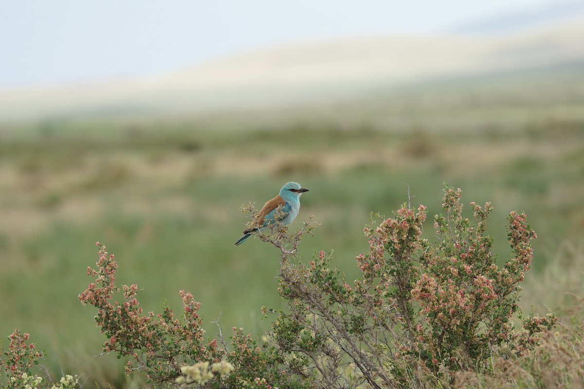 European Roller - ML619245439