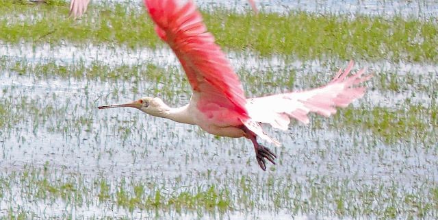 Roseate Spoonbill - ML619245442