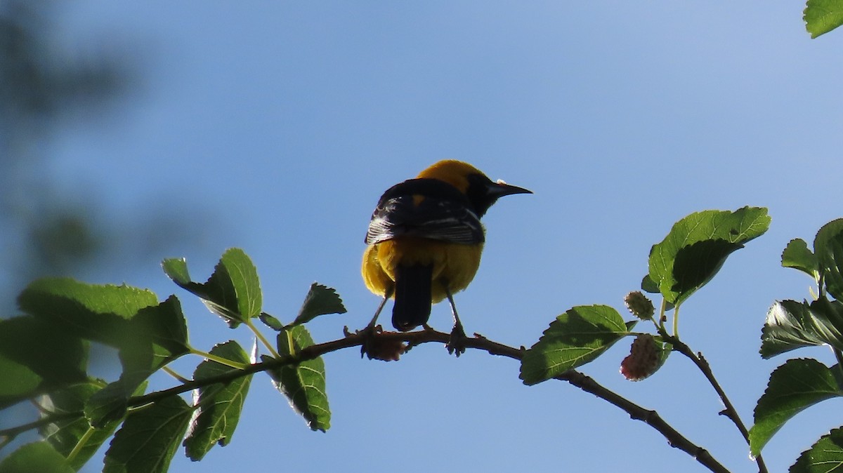 Hooded Oriole - Anne (Webster) Leight