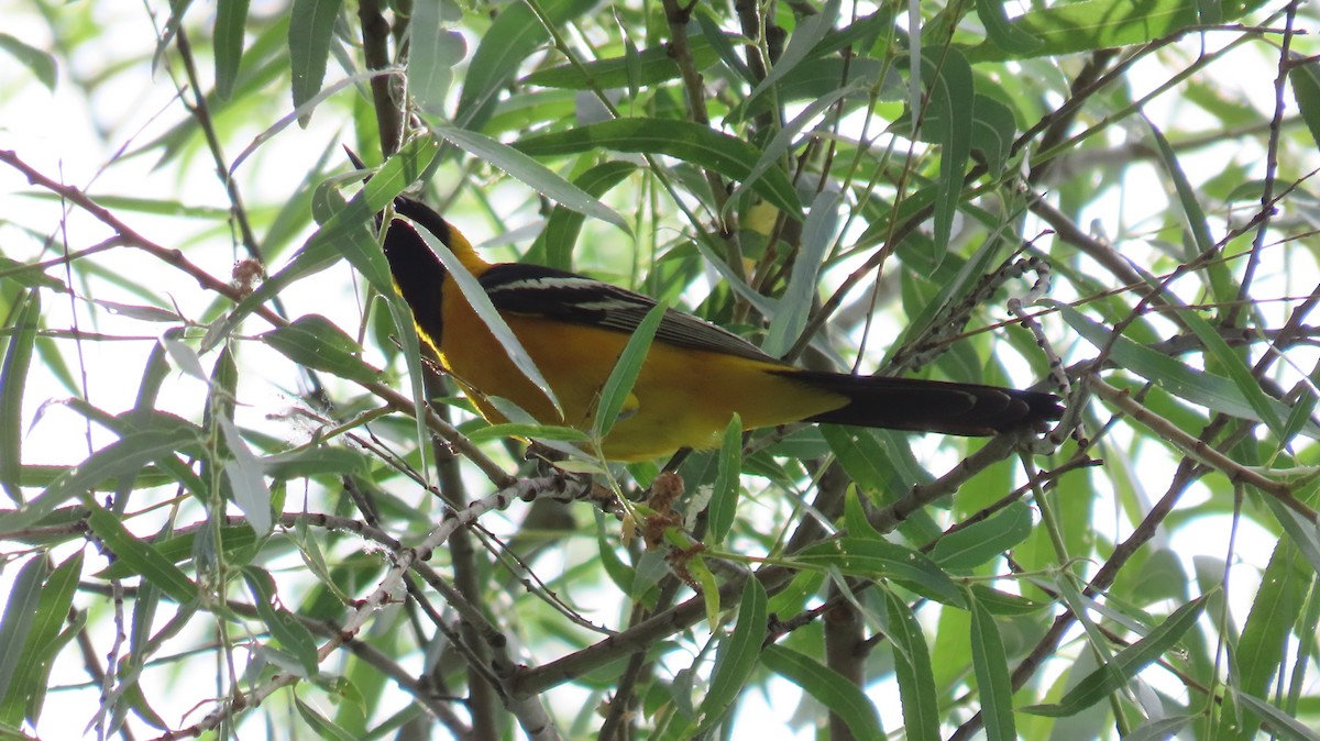 Hooded Oriole - Anne (Webster) Leight