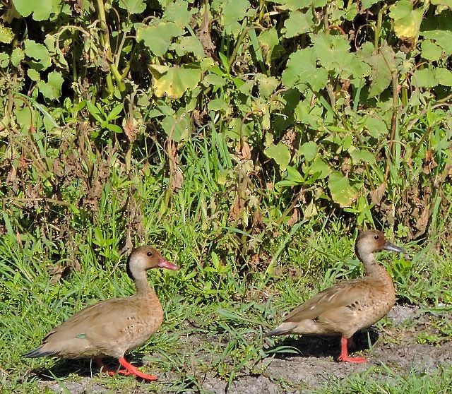 Brazilian Teal - Katryane Camile