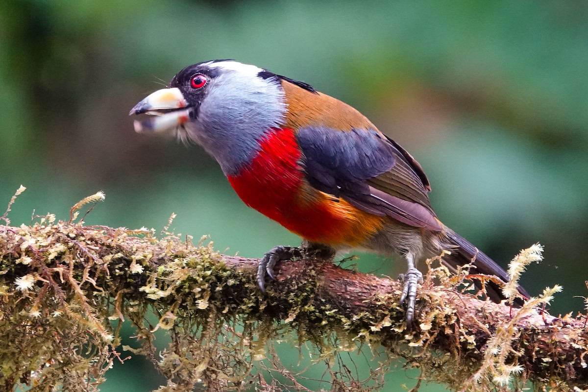 Toucan Barbet - Celesta von Chamier