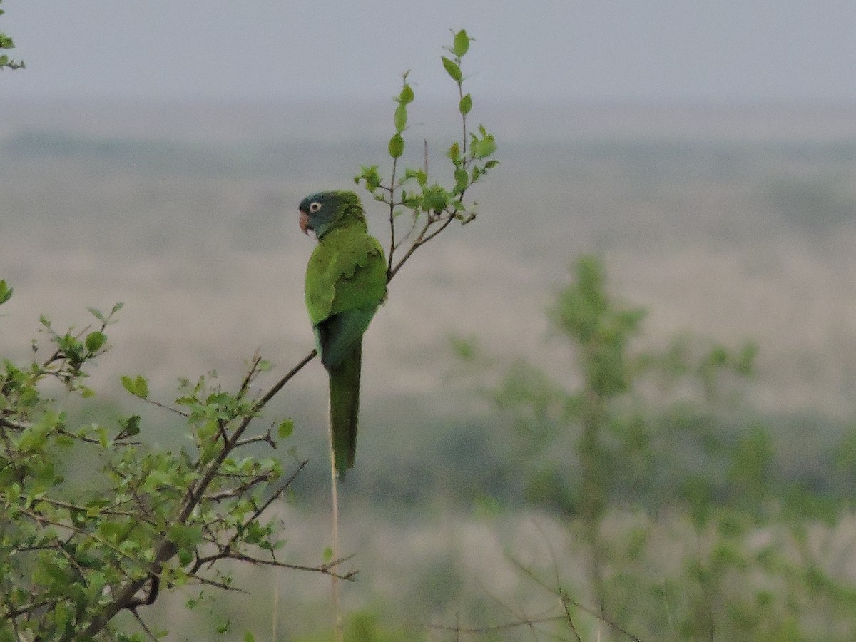 Blue-crowned Parakeet - Más Aves
