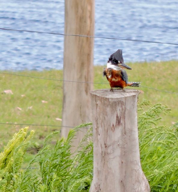 Ringed Kingfisher - Katryane Camile