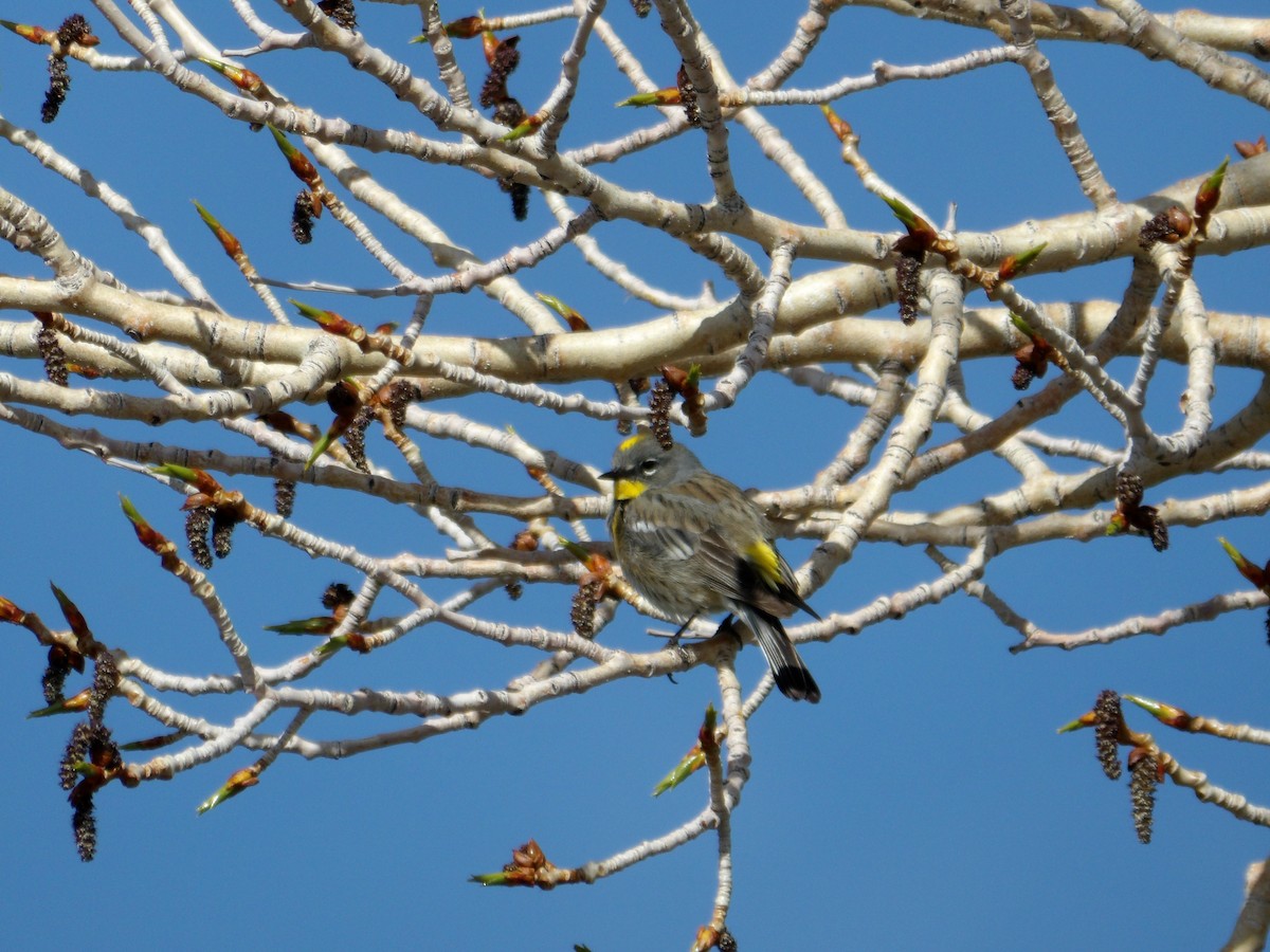 Yellow-rumped Warbler - Marsha Swartzfager