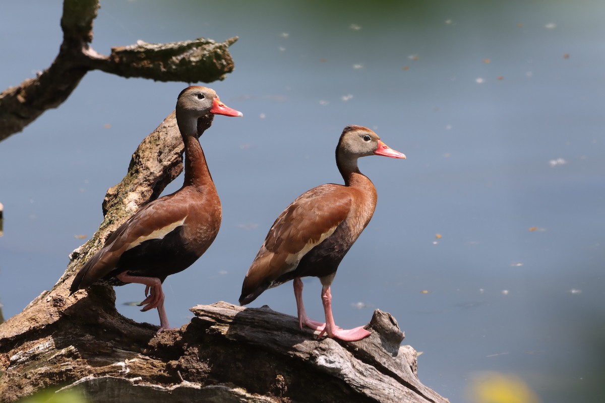 Black-bellied Whistling-Duck (Northern) - ML619245481