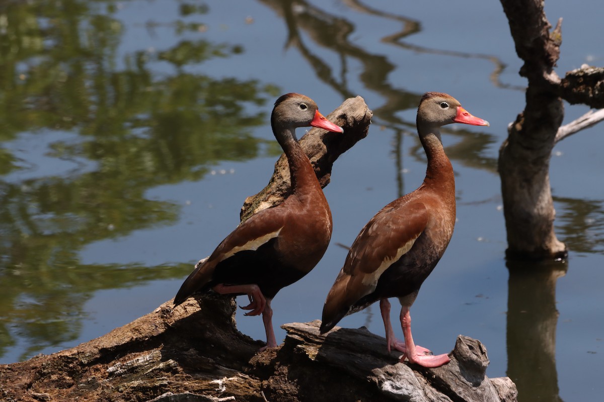 Black-bellied Whistling-Duck (Northern) - ML619245482