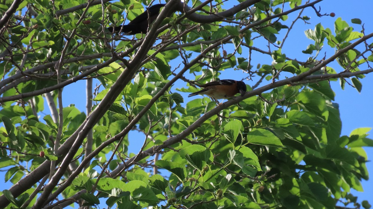 Black-headed Grosbeak - Anne (Webster) Leight