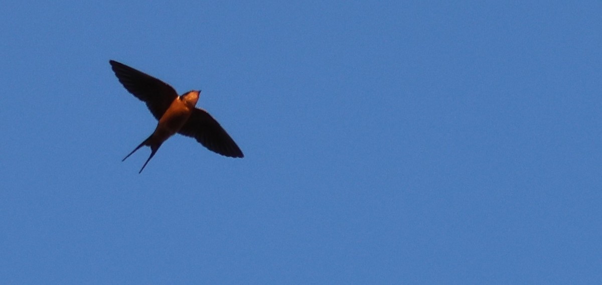 Barn Swallow - Walter Thorne