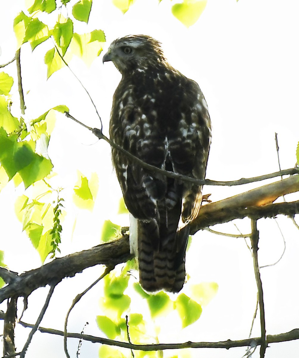 Red-tailed Hawk - Jim Ward