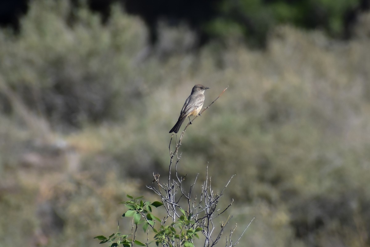 Say's Phoebe - Matthew Law