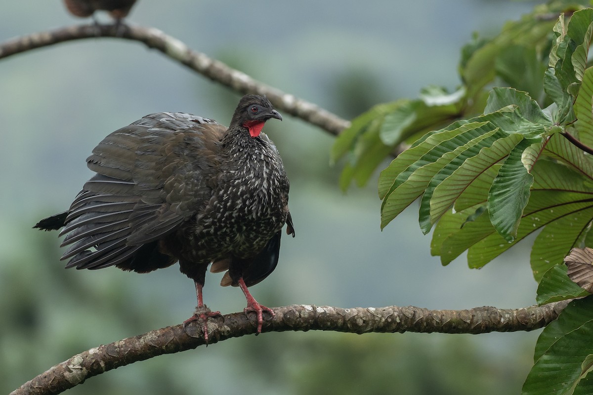 Crested Guan - Joshua Covill