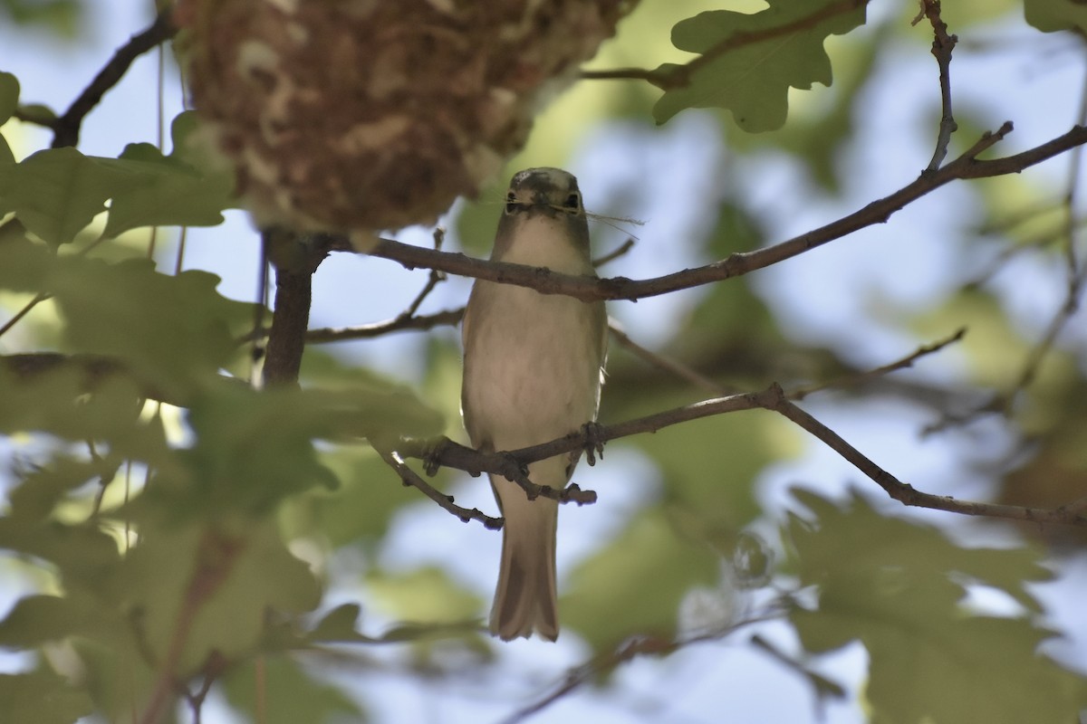 Plumbeous Vireo - Matthew Law