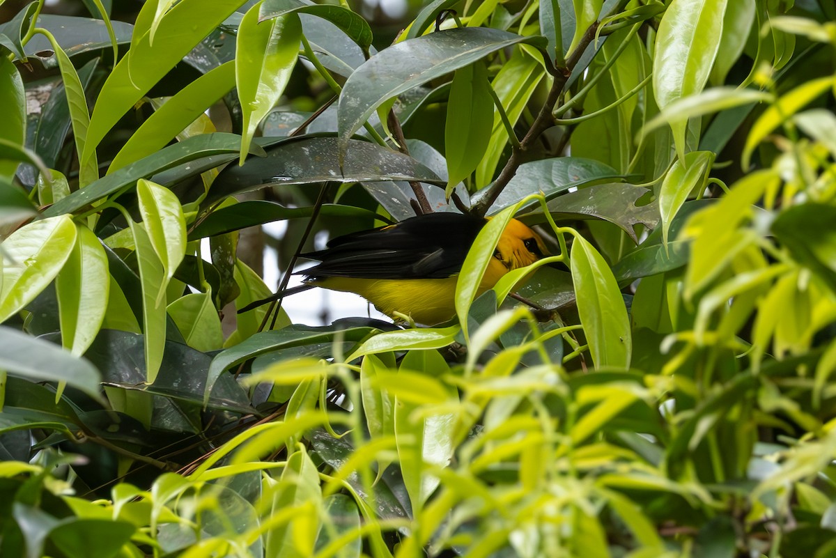 Black-and-yellow Tanager - Mason Flint