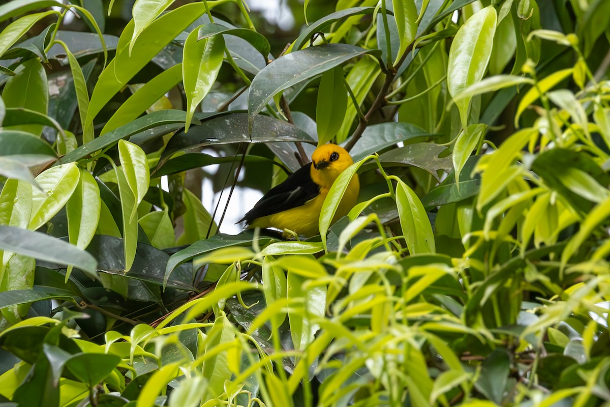 Black-and-yellow Tanager - Mason Flint