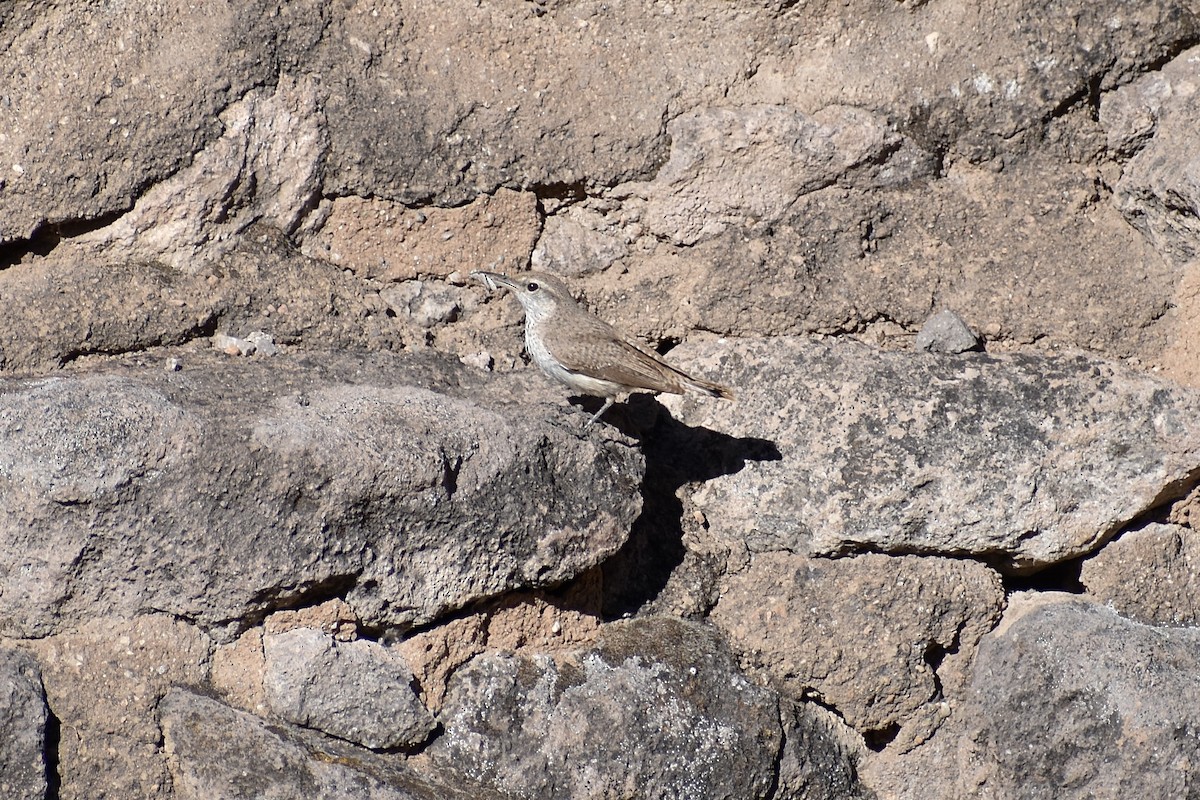 Rock Wren - Matthew Law