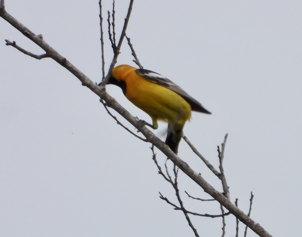 Hooded Oriole - Cathie Canepa