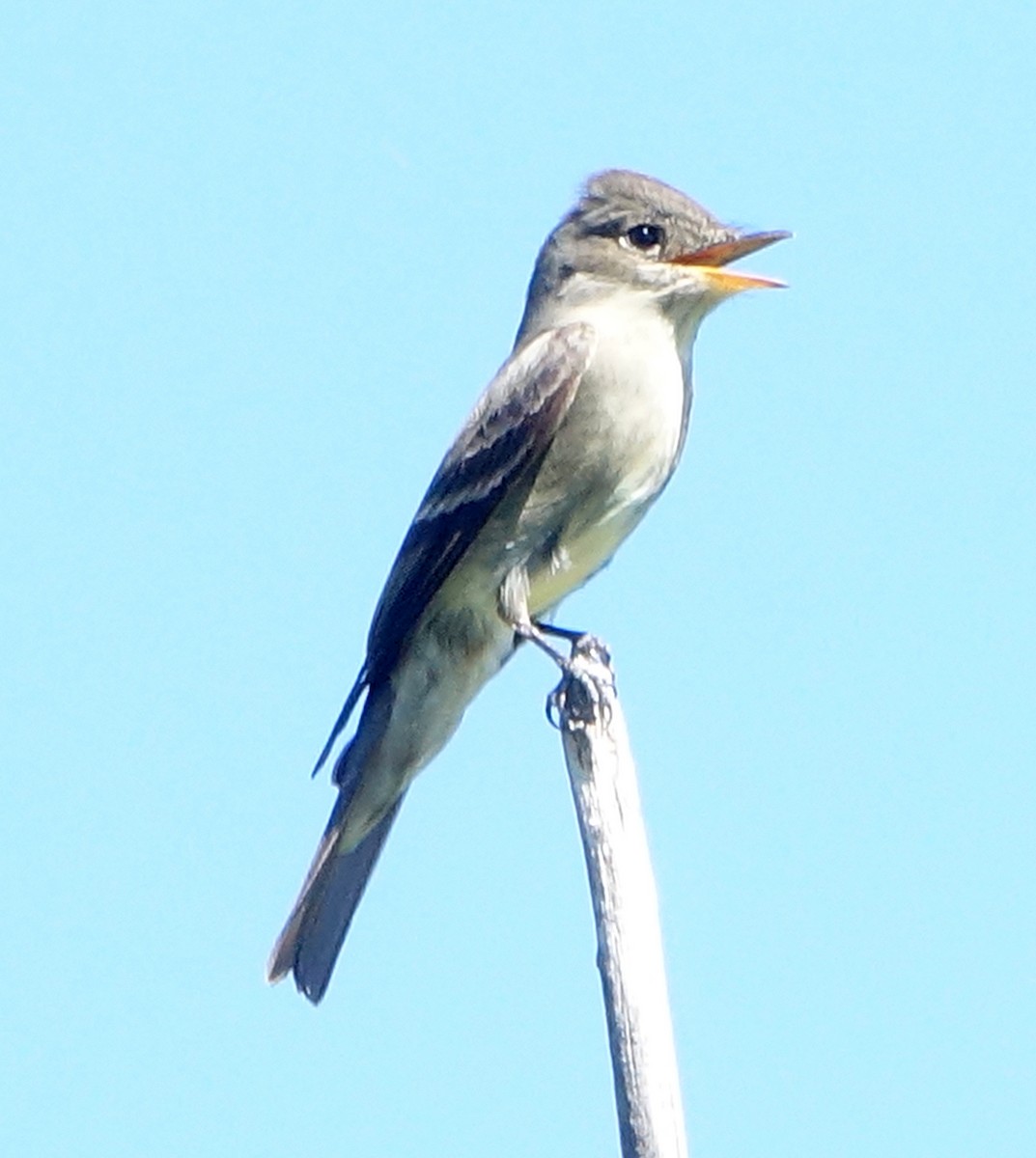 Western Wood-Pewee - Carolyn Ohl, cc