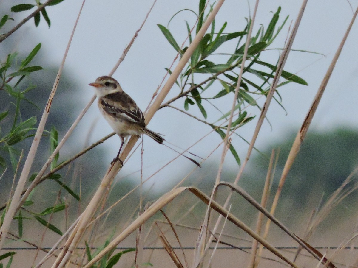 Strange-tailed Tyrant - Más Aves