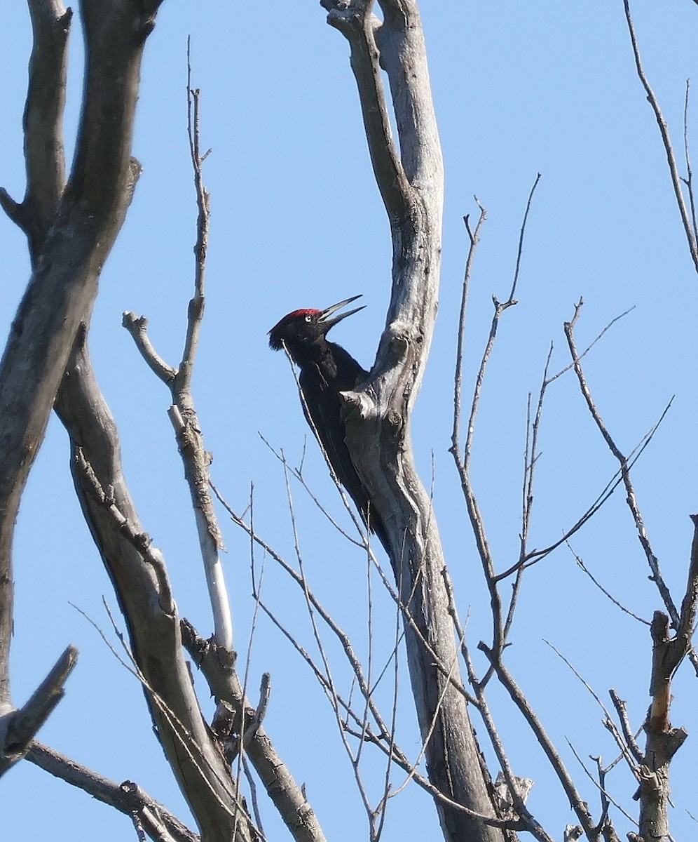 Black Woodpecker - Mileta Čeković