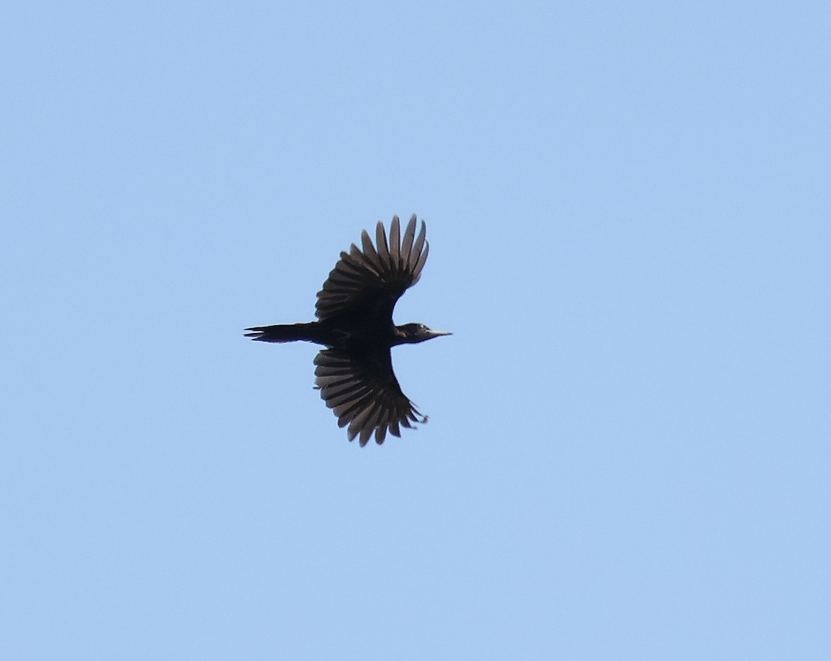 Black Woodpecker - Mileta Čeković