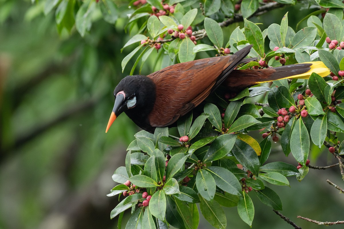 Montezuma Oropendola - Joshua Covill