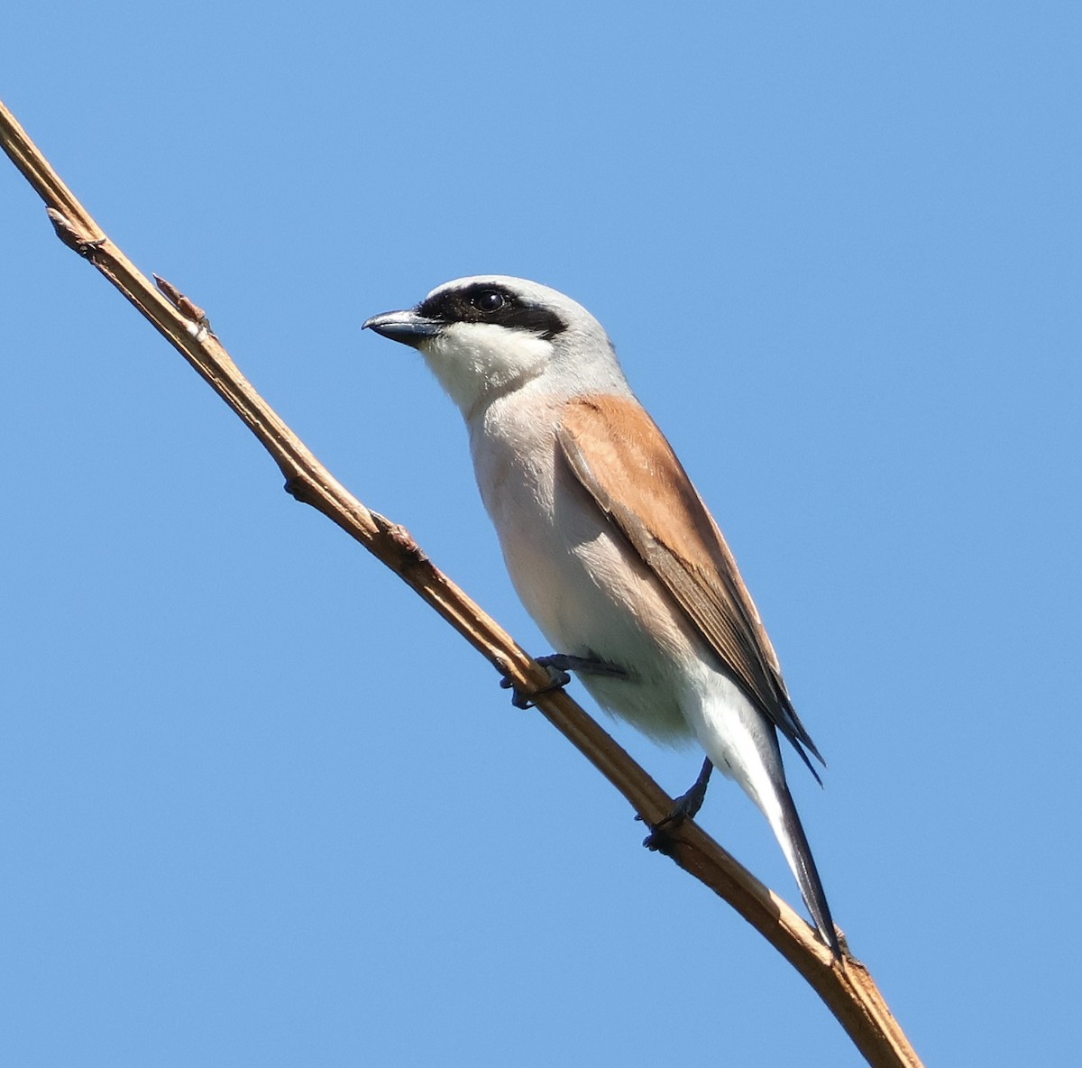 Red-backed Shrike - Mileta Čeković