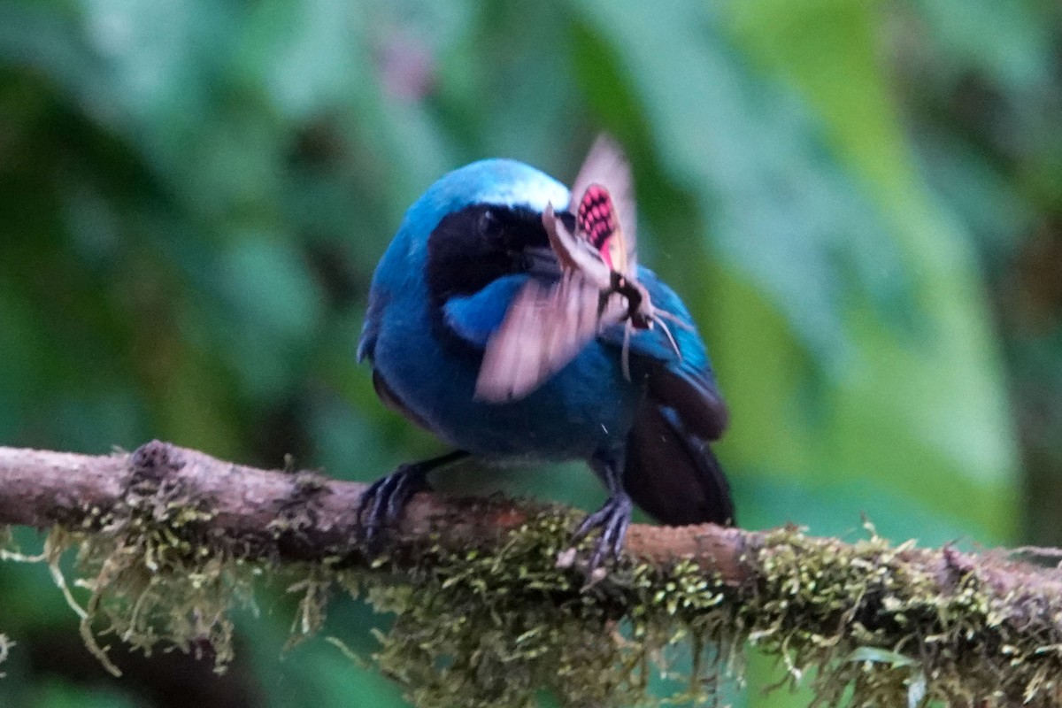 Turquoise Jay - ML619245574