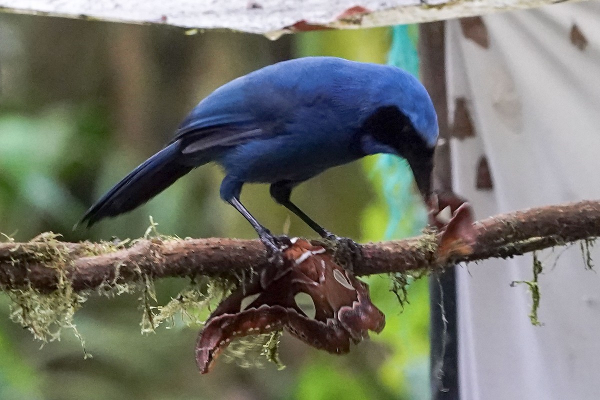 Turquoise Jay - ML619245575